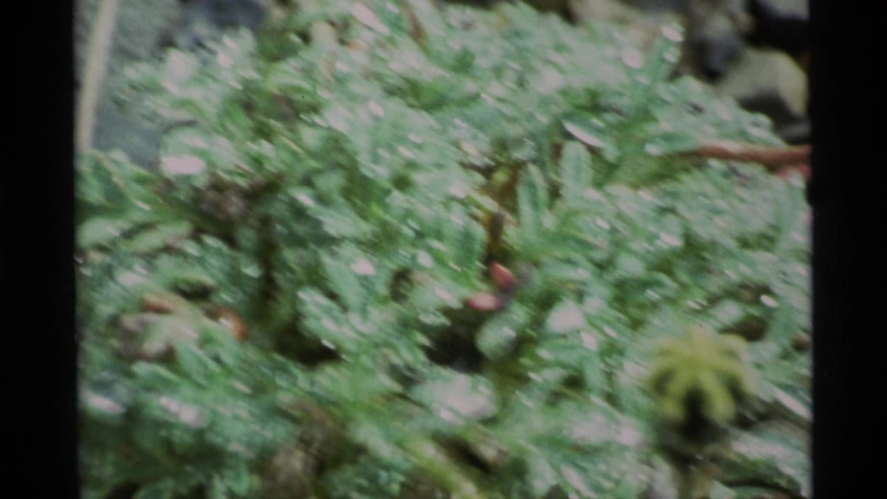 Soft close-up of green leaves and a small fuzzy bud among rocks.