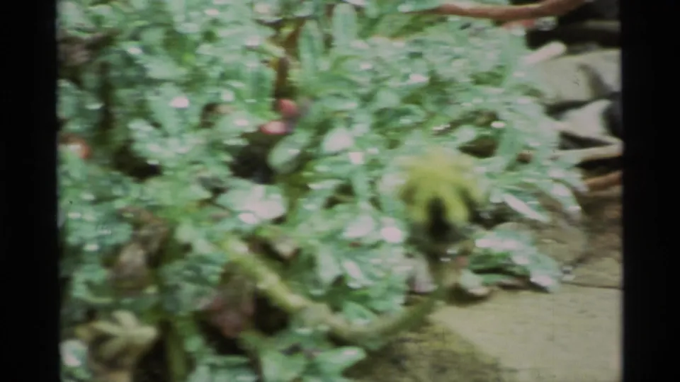 Soft 8mm frame of Alaska foliage with a small fuzzy plant bud, muted greens, and rocky ground in the background.