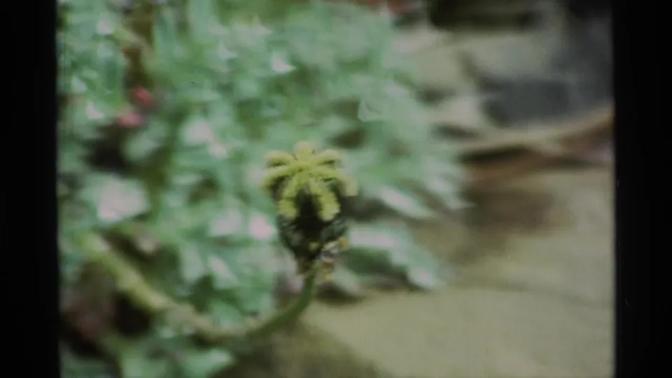1977 home-movie frame with a fuzzy flower bud in front of soft green foliage and pale rocky ground.