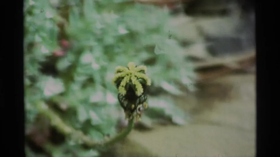 Soft-focus 8mm frame from Alaska showing a fuzzy plant bud on a curved stem with surrounding green leaves.