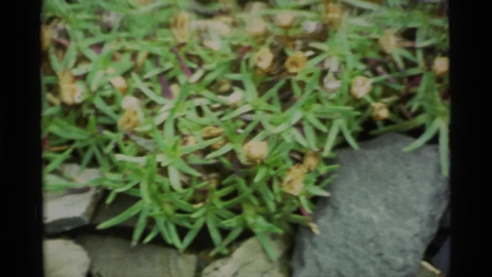 1977 Alaska 8mm close-up of green grasses or succulents growing among gray stones, with soft focus and visible film border.