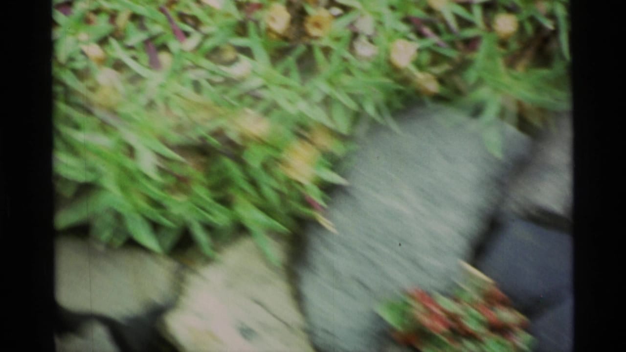 Blurred handheld close-up of vegetation and stones with a dark film border.