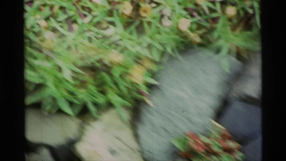 1977 Alaska 8mm frame with motion-softened green vegetation, gray stones, and hints of reddish succulent leaves near the edge.