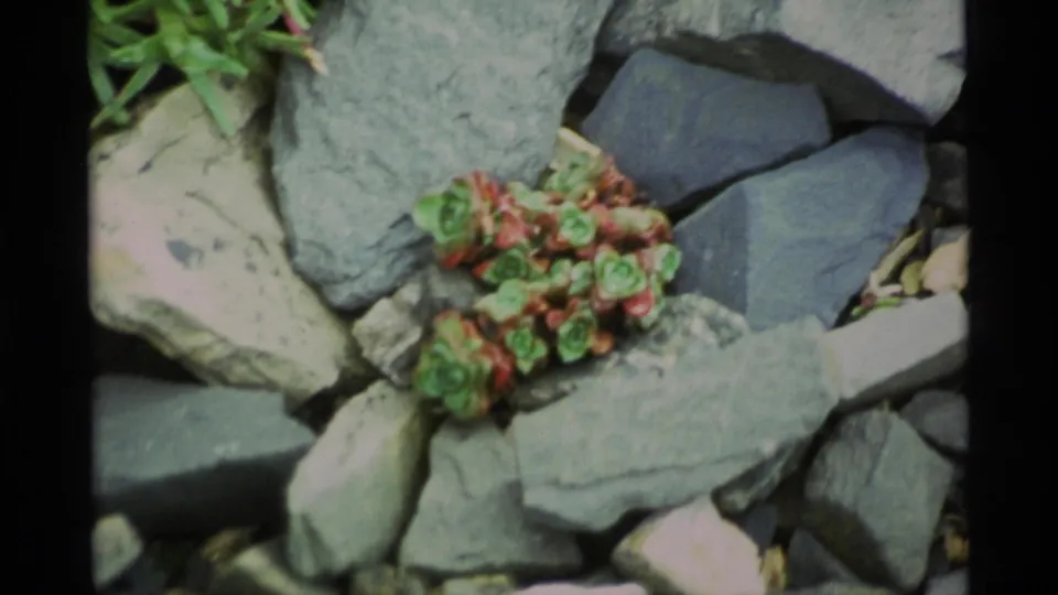 1977 Alaska 8mm close-up showing rosette-like succulents with red edges nestled among gray rocks and pale gravel.