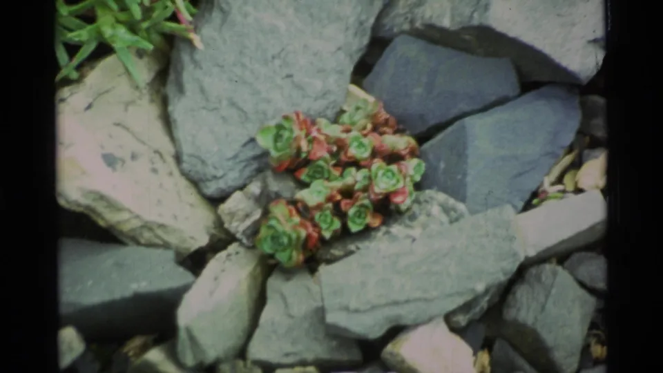 1977 Alaska 8mm close-up of green-red rosette plants set between layered gray stones, pale gravel, and grass at the top of frame.