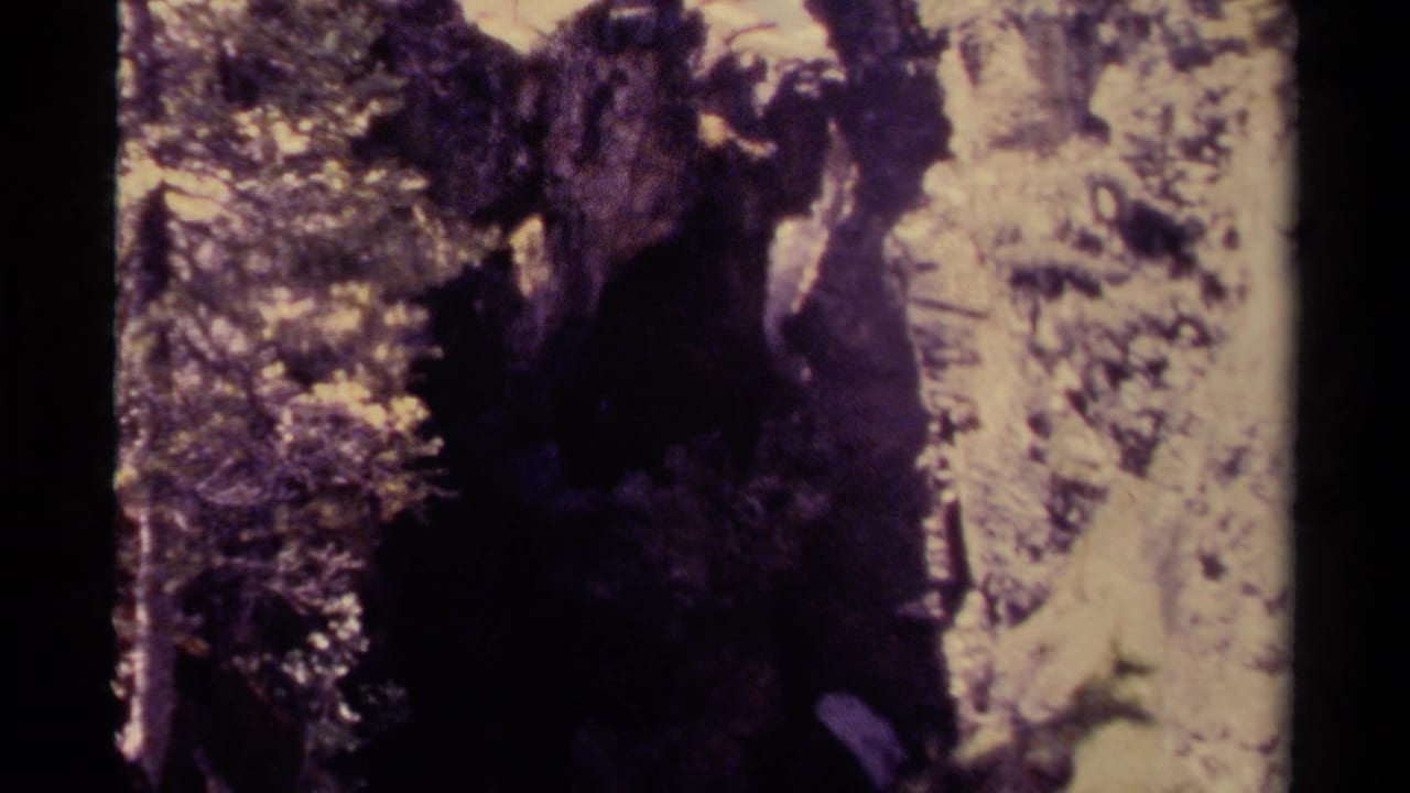 Rocky forest stream with bright water and dark foliage in an 8mm frame.