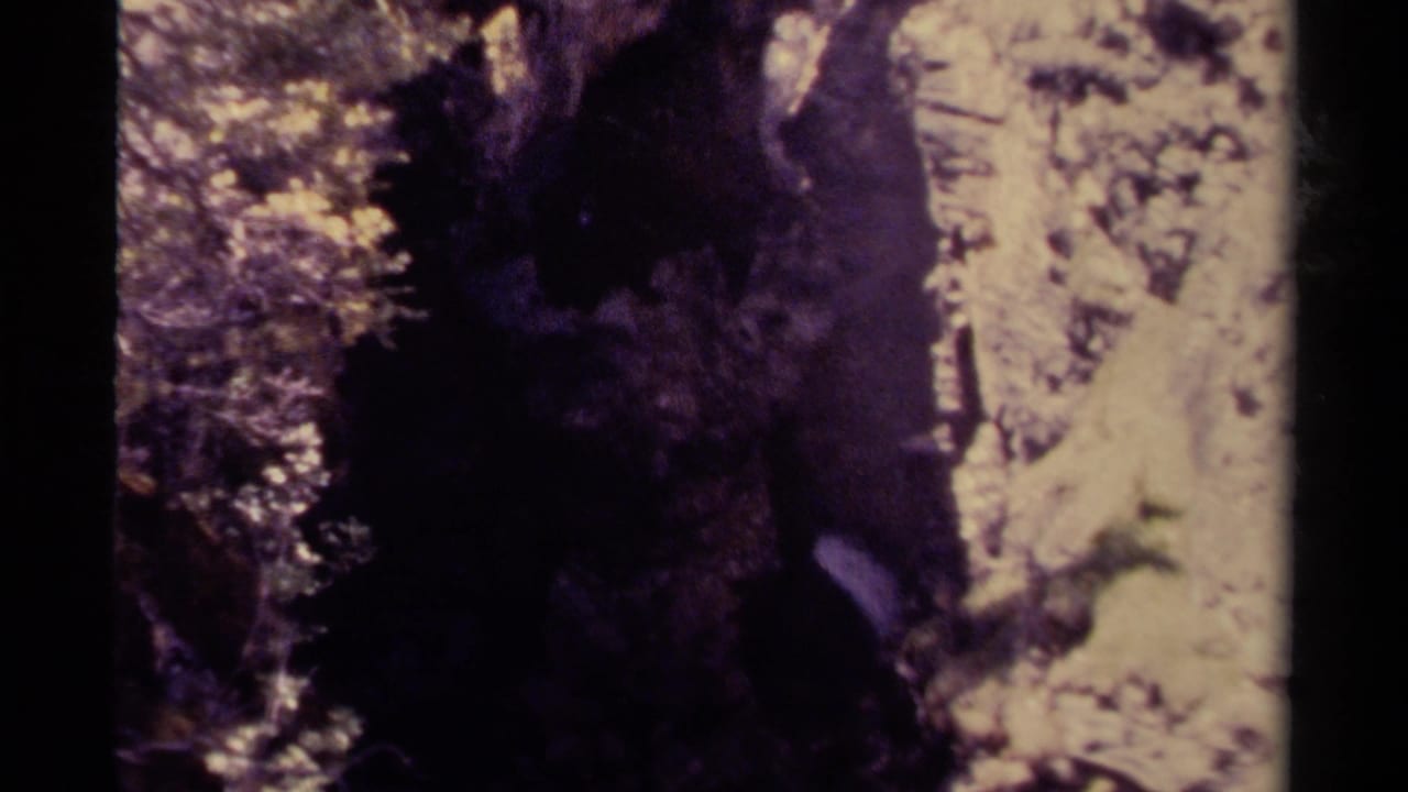 Dark rocky channel with pale water running beside dense trees.