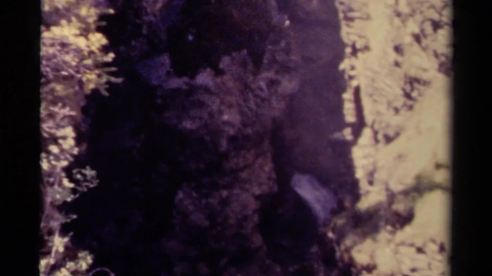 1979 Canada 8mm frame with a small bright cascade partly obscured by shadowed rock and forest vegetation.