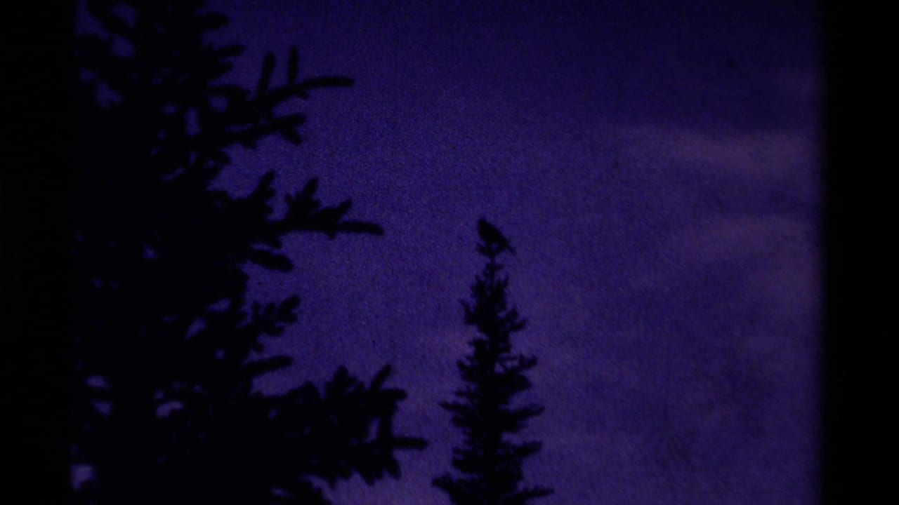 1979 Canadian 8mm frame showing a small bird silhouetted on a conifer tip against a purple twilight sky.