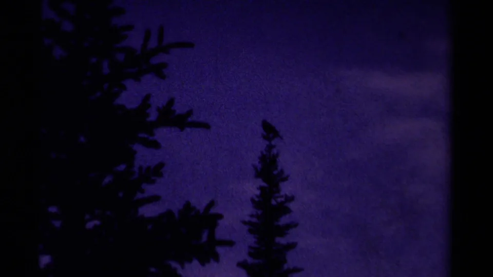 1979 Canadian 8mm frame showing a small bird silhouetted on a conifer tip against a purple twilight sky.
