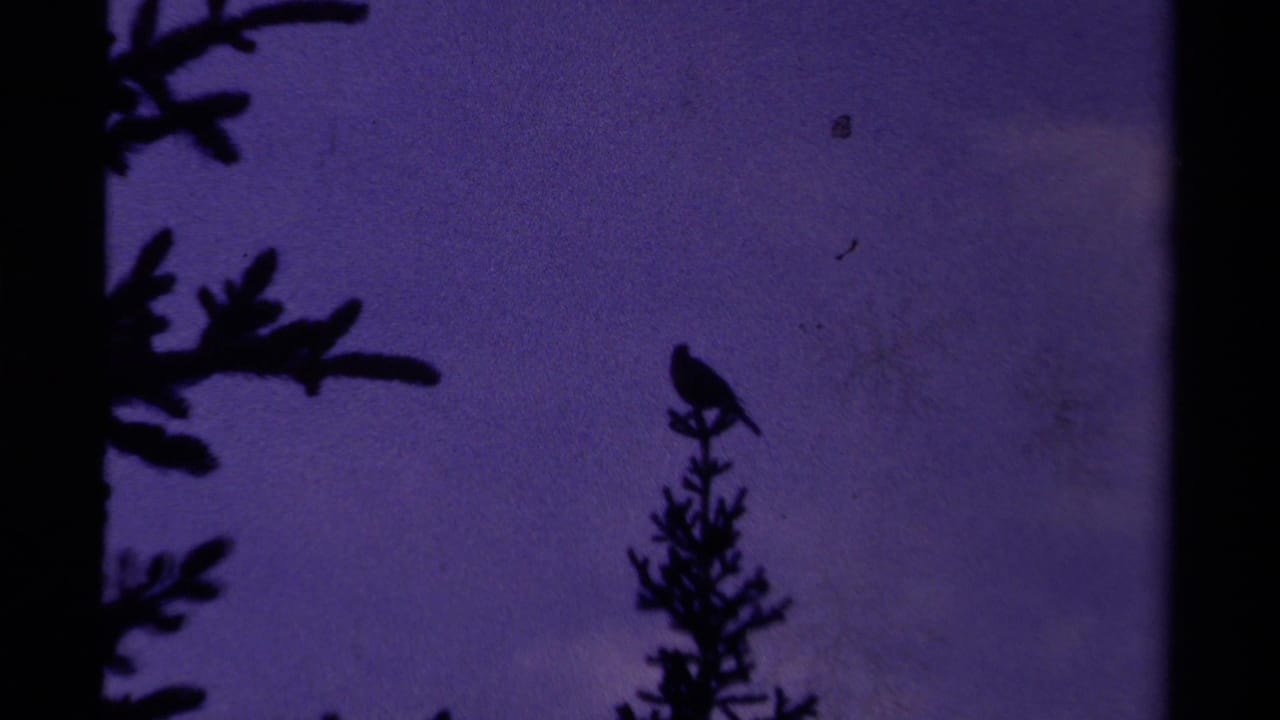 1979 Canadian 8mm frame with a perched bird on a conifer, framed by dark evergreen branches and purple dusk light.