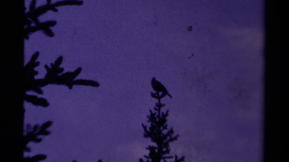 1979 Canadian 8mm frame with a perched bird on a conifer, framed by dark evergreen branches and purple dusk light.