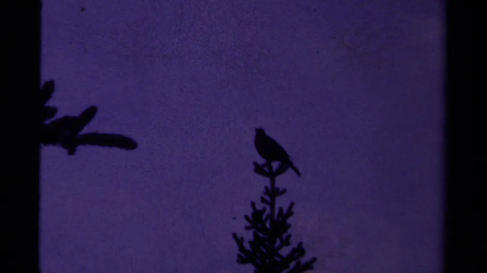 1979 Canadian 8mm frame showing a small bird silhouetted on a conifer crown under a purple evening sky.