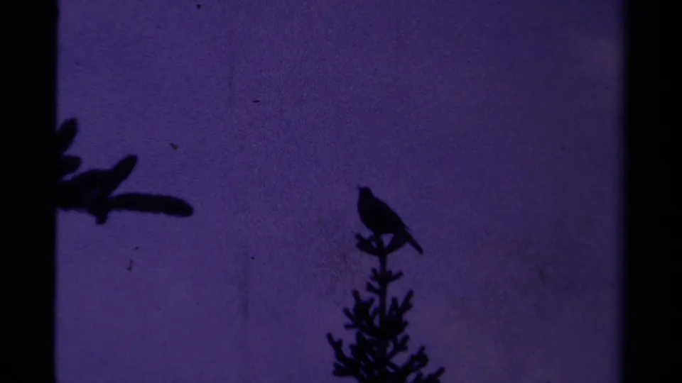 1979 Canadian 8mm frame of a bird on a conifer top, silhouetted against a grainy purple dusk sky.