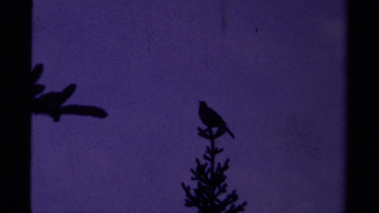 1979 Canadian 8mm frame showing a small bird silhouetted on a treetop under a deep purple sky.