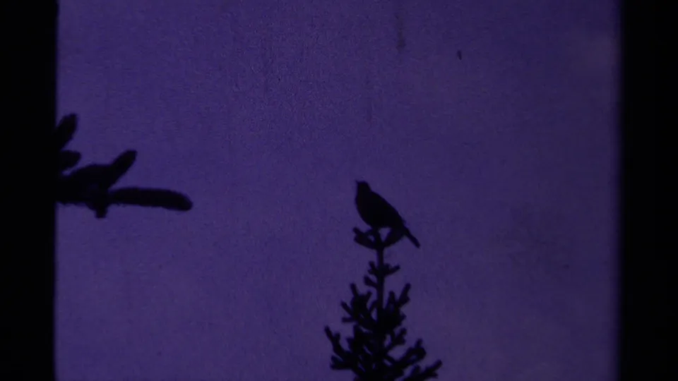 1979 Canadian 8mm frame showing a small bird silhouetted on a treetop under a deep purple sky.