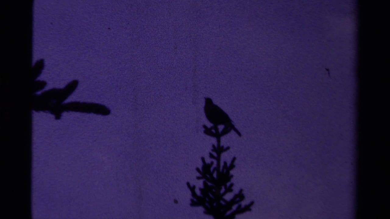 1979 Canadian 8mm frame of a perched bird and nearby branch silhouettes against a purple dusk sky.