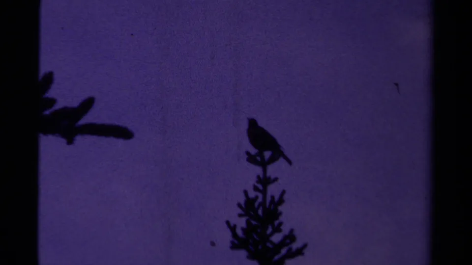 1979 Canadian 8mm frame of a perched bird and nearby branch silhouettes against a purple dusk sky.