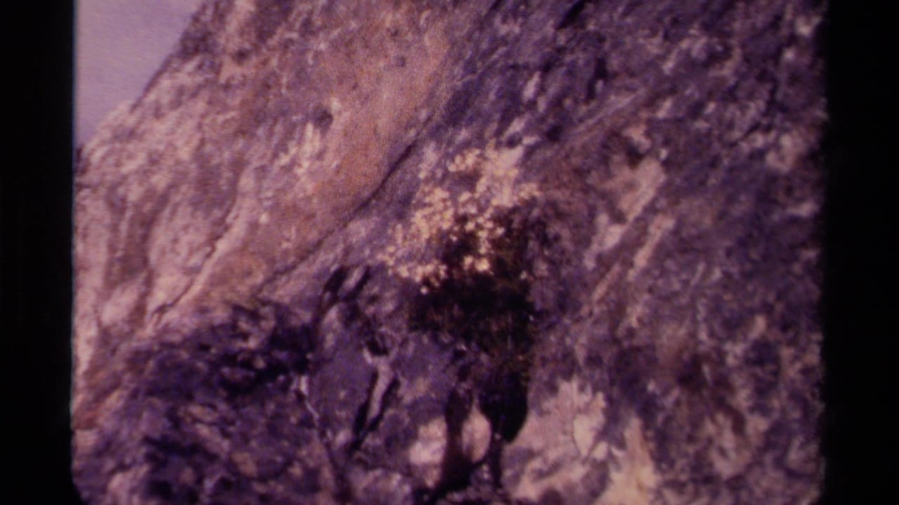 1979 Canada home-movie frame of a rocky alpine slope with a pale flowering bush and scrub vegetation in warm faded color.