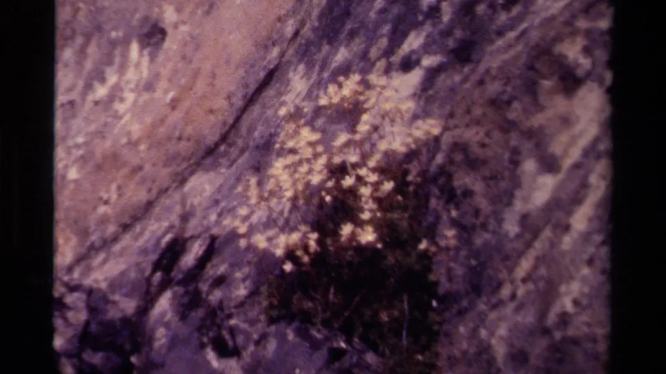1979 Canada home-movie frame showing a cluster of pale flowers and dark scrub plants on a rugged rocky hillside.