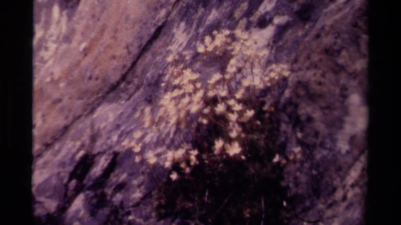 White wildflowers growing from a rocky surface with dark film borders.