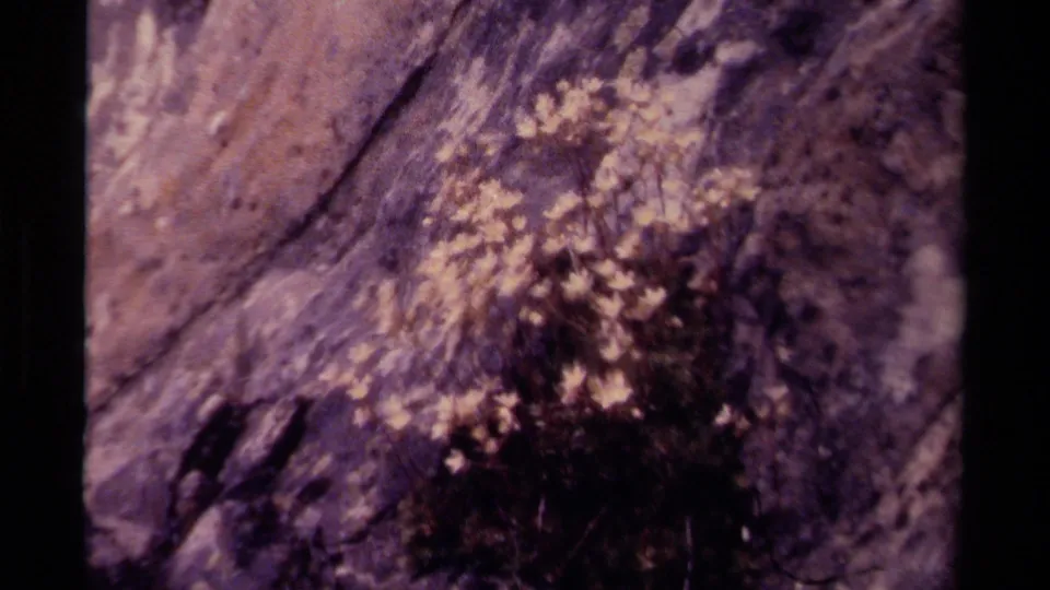 1979 Canadian 8mm frame showing small white wildflowers clustered against a rough rock face with a purple-sepia film cast.