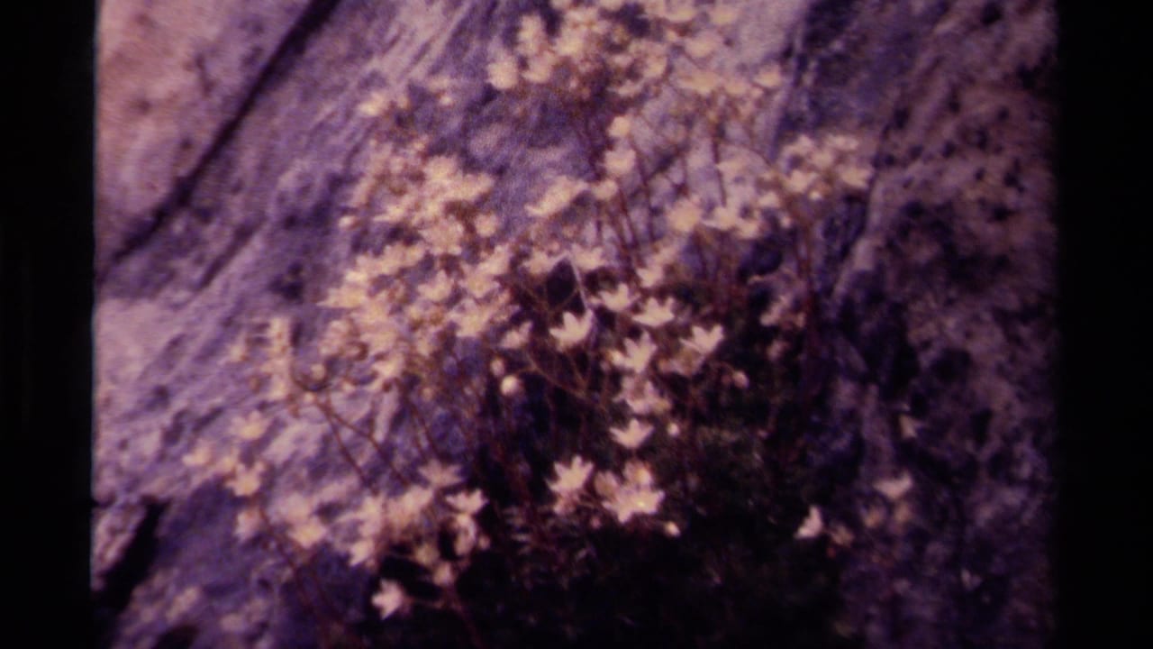 Cluster of pale wildflowers on rock, seen in a close handheld view.