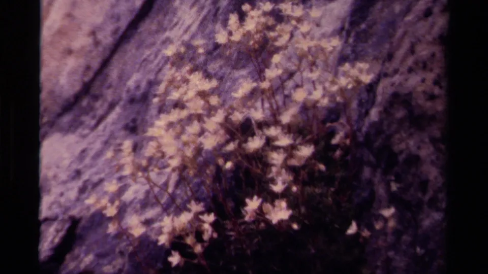1979 Canadian home-movie frame showing white flowers and stems spread across a weathered rock face.