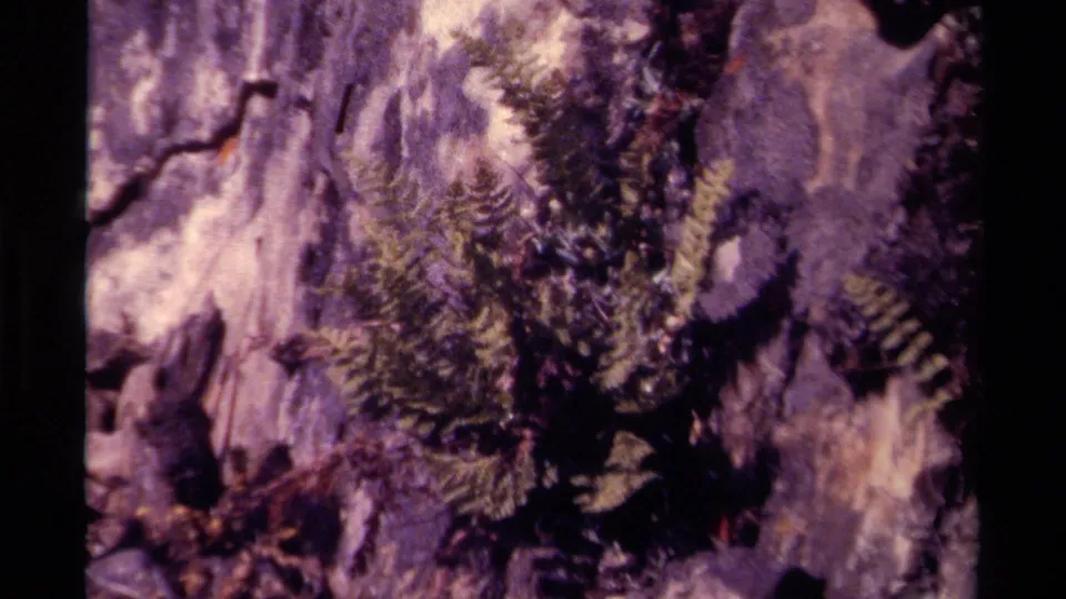 Close 8mm frame of fern fronds and small flowers rooted in a rock crevice, with aged purple-brown film color.