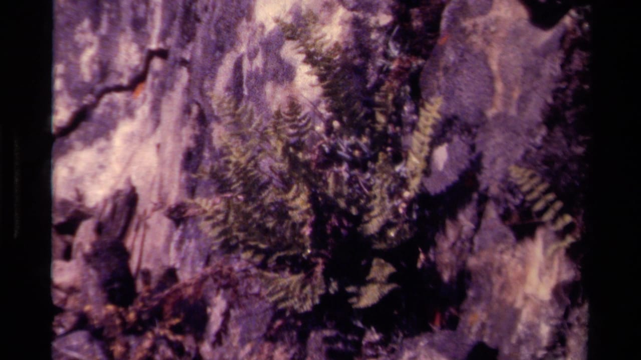 Fern fronds growing from a dark crevice in a rough rock face.