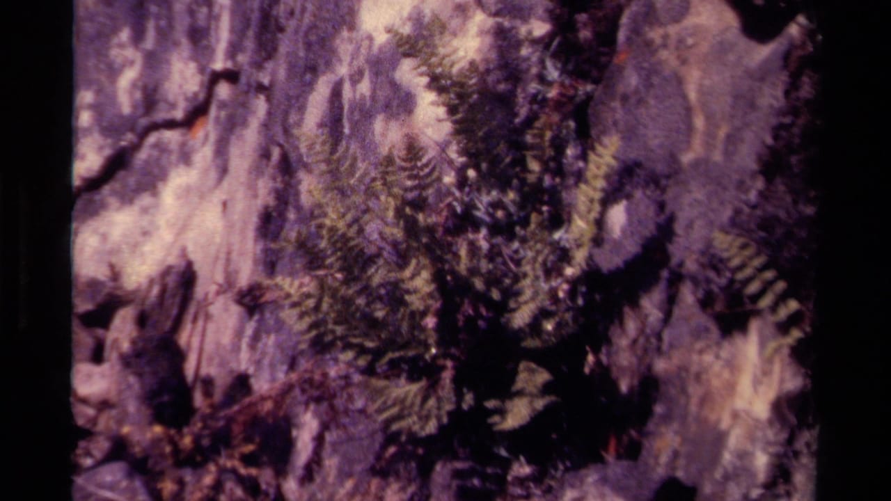 1979 Canadian 8mm frame showing fern leaves clustered against mottled stone with a strong aged-film color cast.