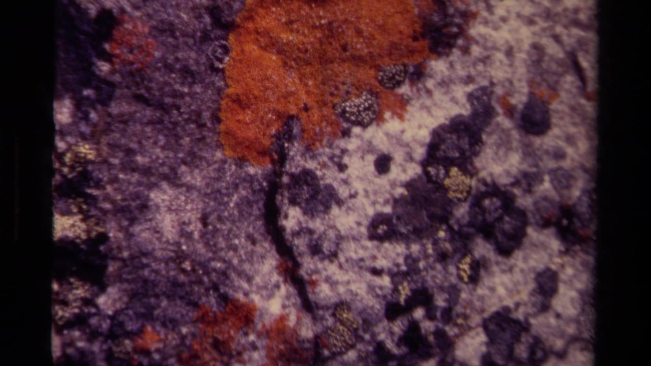 1979 Canadian 8mm close-up of orange lichen, dark moss, and pale weathered rock on a forest floor.