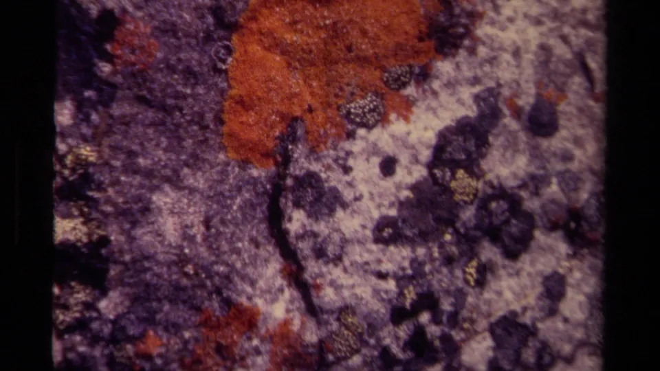 1979 Canadian 8mm close-up of orange lichen, dark moss, and pale weathered rock on a forest floor.