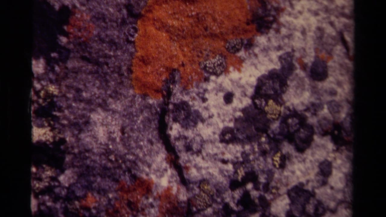 1979 Canadian 8mm frame showing orange lichen and dark moss patches across weathered rock.