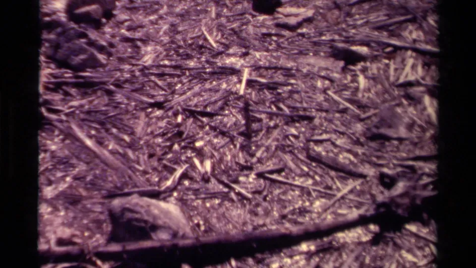 1979 Canadian 8mm view tilted down to twigs, dried leaves, small stones, and a branch on the forest floor.