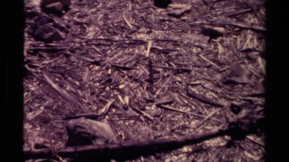 1979 Canadian 8mm frame of a twig-covered forest floor with dry leaves, stones, and a dark branch.
