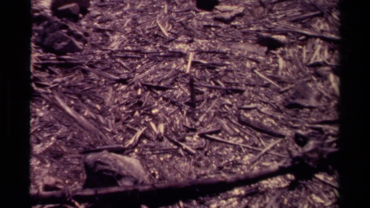 Close view of forest floor with twigs, leaves, small rocks, and dark film borders.