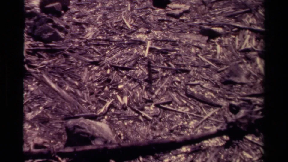 1979 8mm Canada footage appears to show forest floor debris with twigs, leaves, rocks, and a dark branch crossing the lower frame.