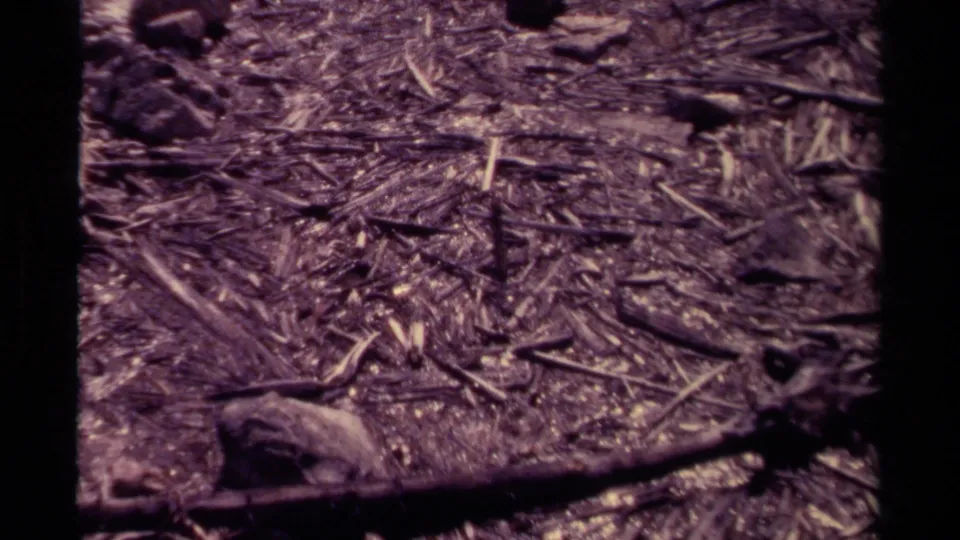 8mm frame of Canadian forest floor debris, showing bark fragments, twigs, leaves, small rocks, and a dark branch along the lower edge.