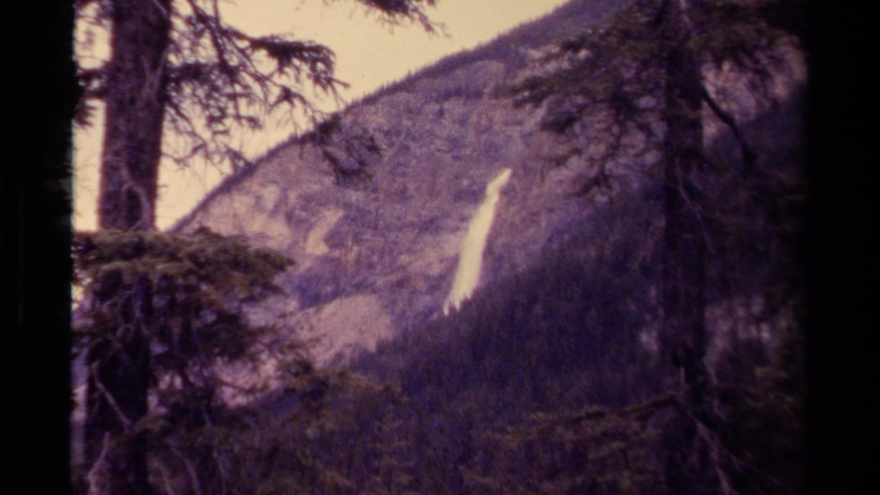 Distant waterfall on a forested hillside framed by dark tree trunks and branches.
