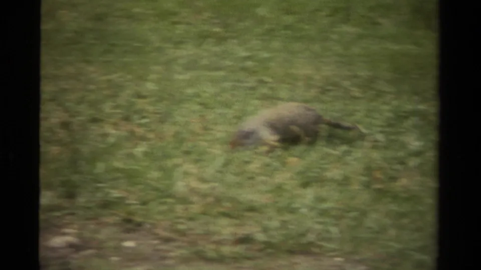 1979 Canada 8mm frame with a small, possibly groundhog-like animal moving through green grass near the creek area.