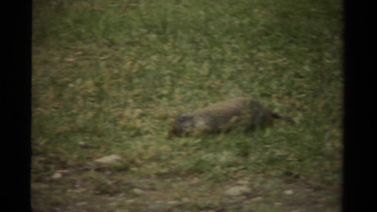 Small brown rodent, likely a gopher or similar mammal, forages in a grassy Canadian field in 1979 8mm footage.