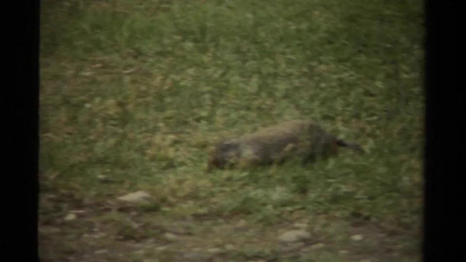 Small brown rodent, likely a gopher or similar mammal, forages in a grassy Canadian field in 1979 8mm footage.