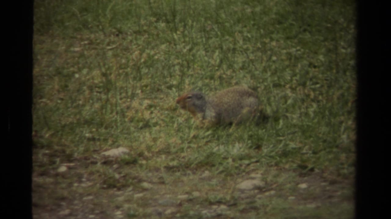 A small brown rodent pauses upright in green grass, with soft 8mm grain and dark frame borders visible.