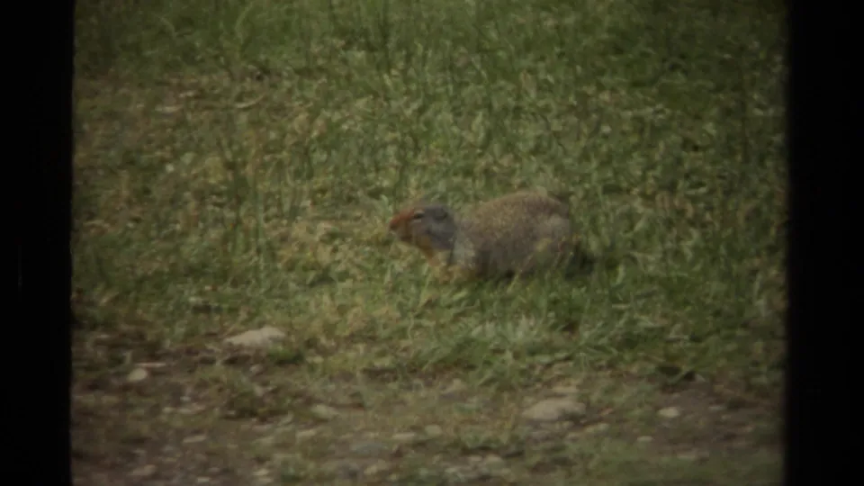 A small brown rodent pauses upright in green grass, with soft 8mm grain and dark frame borders visible.