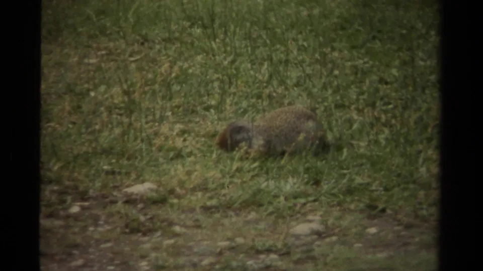 The rodent bends toward the ground as it feeds or sniffs through grass in the 1979 Canada home-movie footage.
