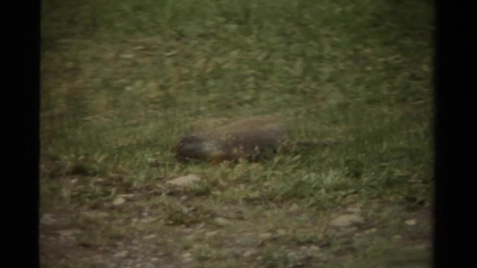 A small brown rodent lies or moves low in the grass, framed softly within dark 8mm film borders.