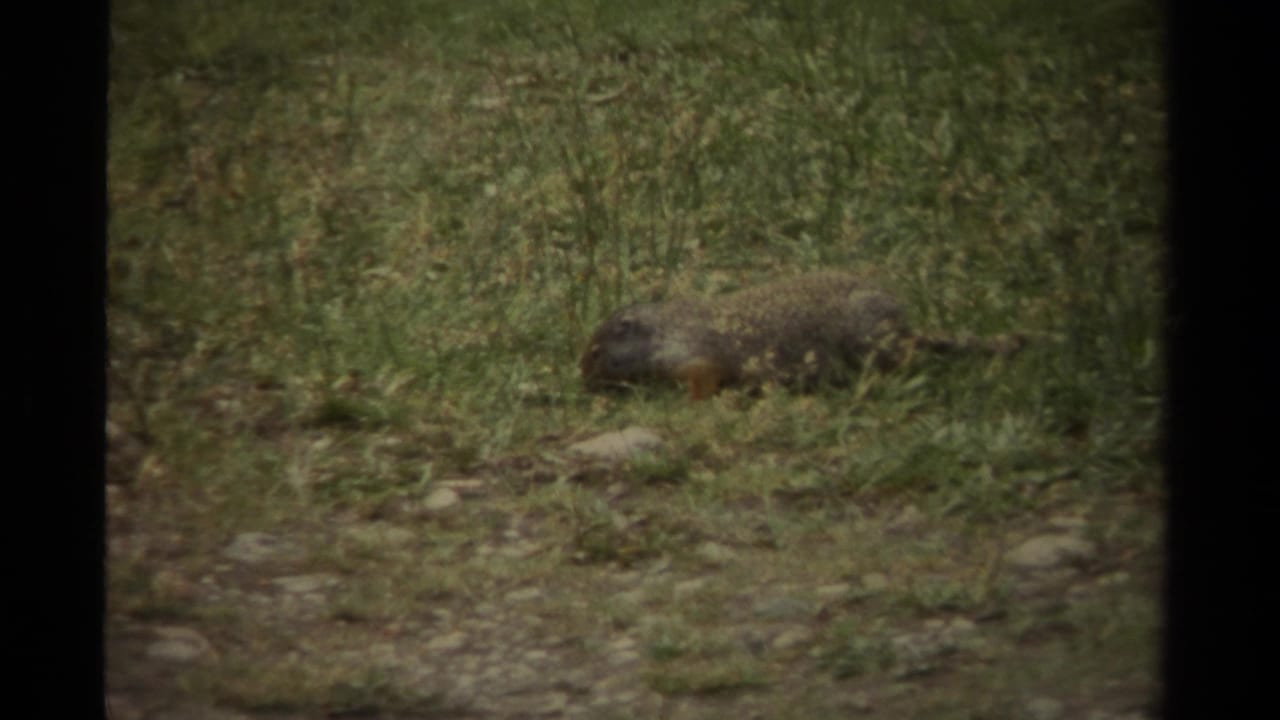 Squirrel crouching in grass near small stones and weeds.
