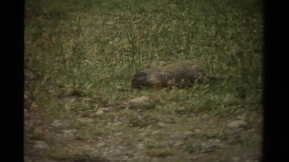 1979 Canadian 8mm frame showing a brown-gray squirrel low in grass, partly softened by grain and focus.