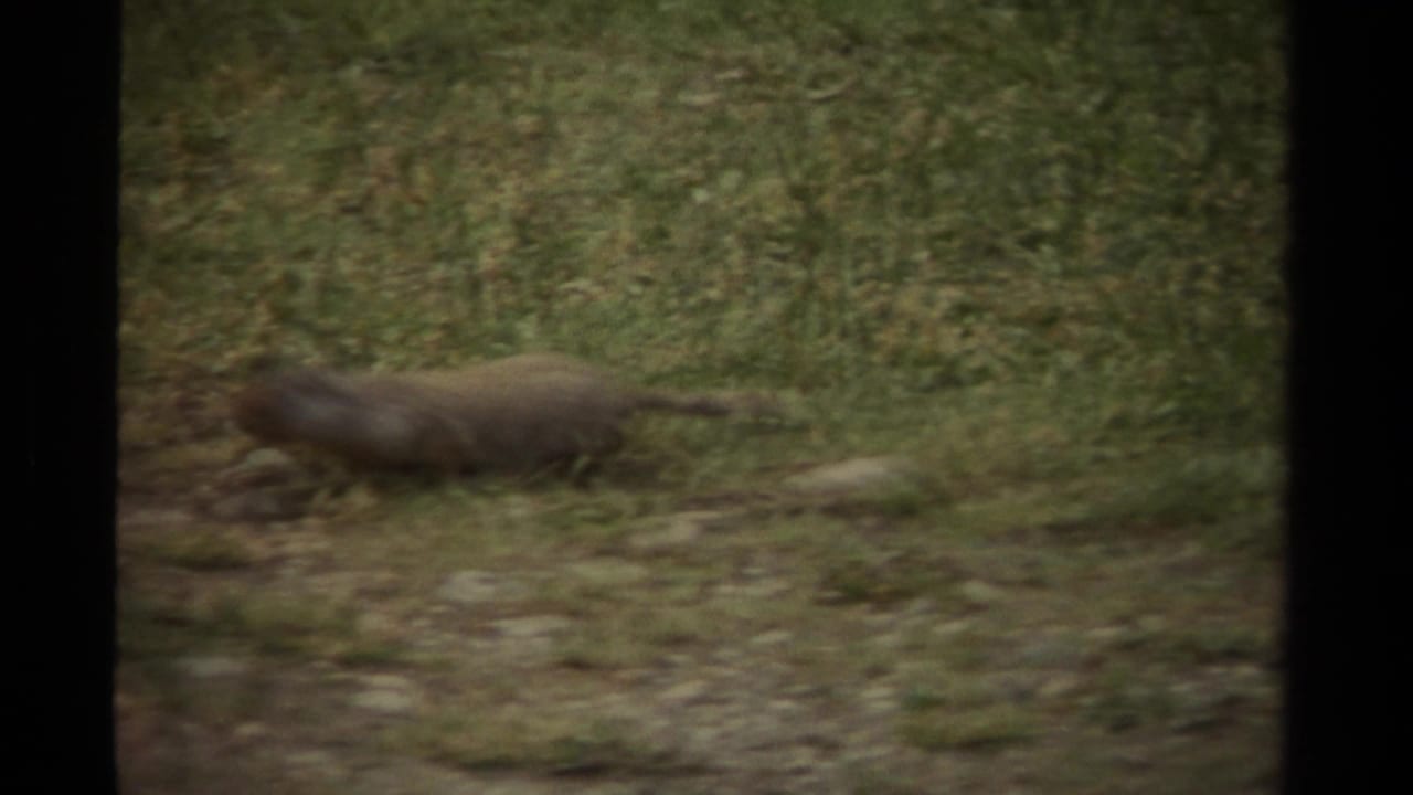 The squirrel crosses the grass in a soft, grainy 8mm frame from the 1979 Canada clip.